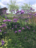 Verbena bonariensis