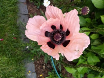 Papaver orientale 