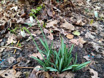Galanthus nivalis Tuff 1