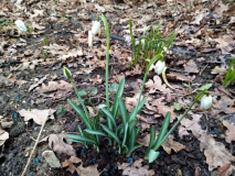 Galanthus nivalis Tuff 2