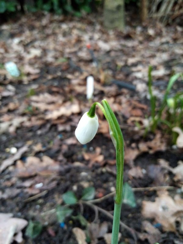 Galanthus nivalis Einzelblüte 