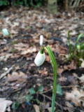 Galanthus nivalis Einzelblüte 