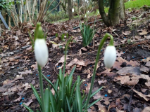 Galanthus nivalis beide Tuffs 