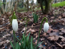 Galanthus nivalis zwei Blüten 