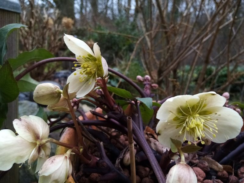Helleborus Blüten Januar