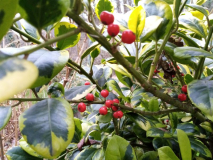 Ilex Früchte