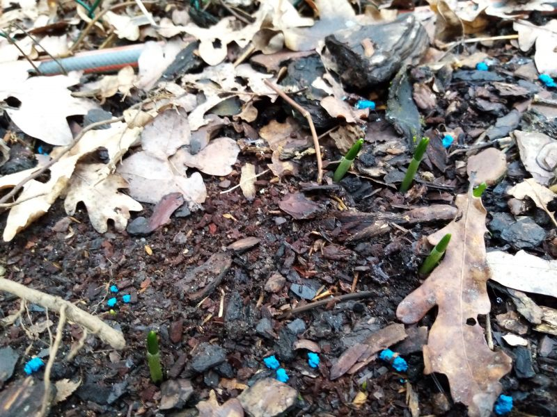 Galanthus ikariae (?) 