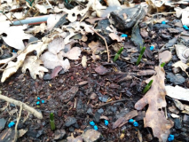 Galanthus ikariae (?) 
