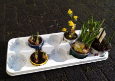 Frühlingsblüher