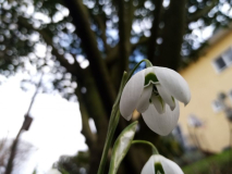 Galanthus nivalis 