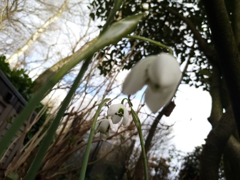 Galanthus nivalis 