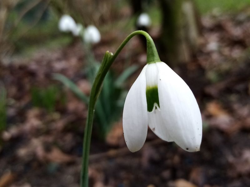 Galanthus 1