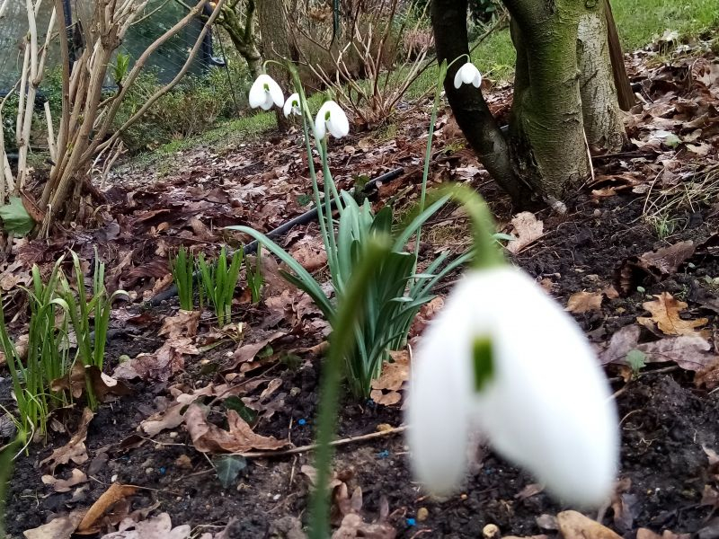 Schneeglöckchen Bestand