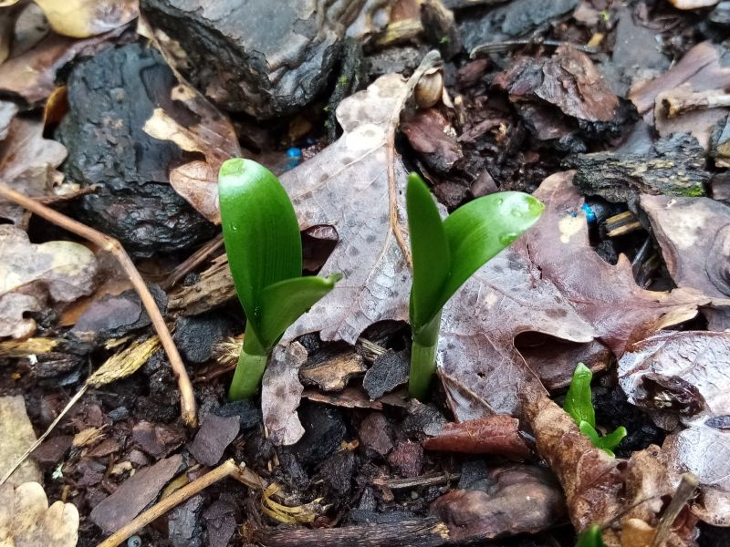 G. ikariae? 