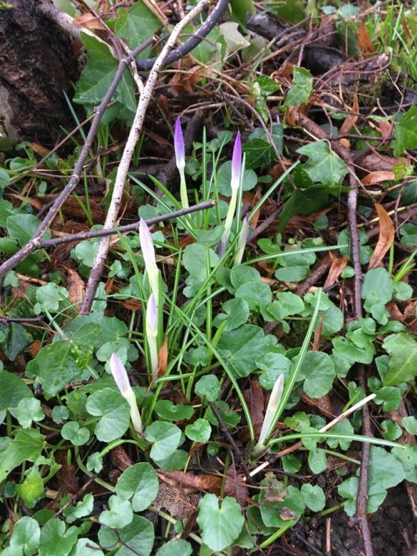 Krokusse! 
