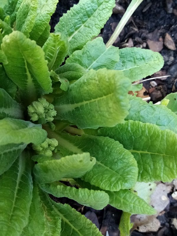 Primula veris