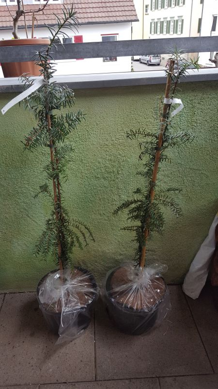 Pseudotaxus chienii