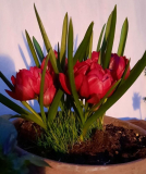 Mini-Wildtulpe