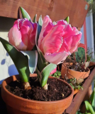 Tulpe