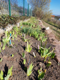Iris_Austrieb_22-02-27