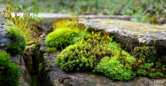 mooslandschaft1.jpg