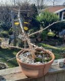Bonsai Ginko