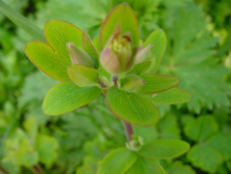 Akeleienknospe