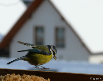 Kopie von blaumeise abflug.jpg