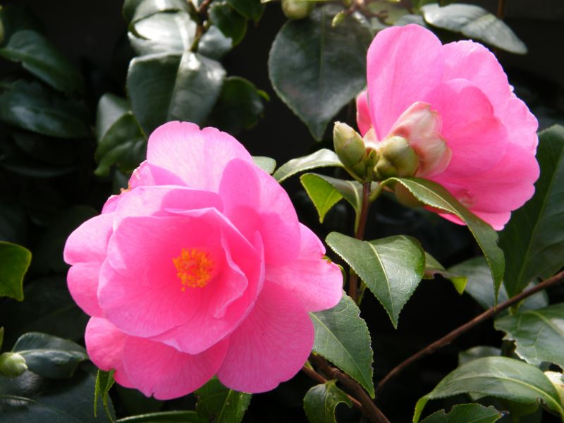 Barbara Clark Blüte