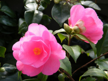 Barbara Clark Blüte