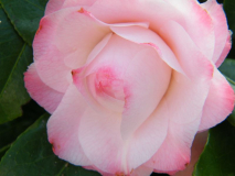 Nuccio's Pearl