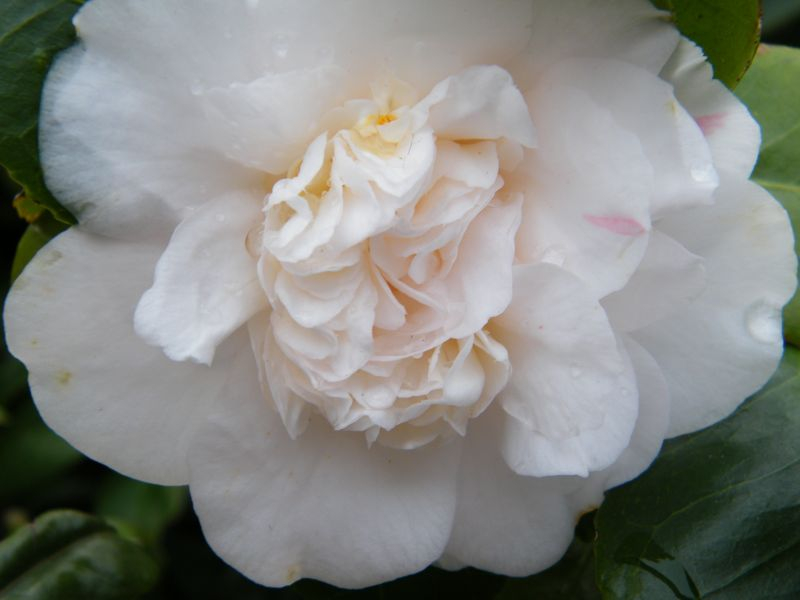 Duchesse Decazes