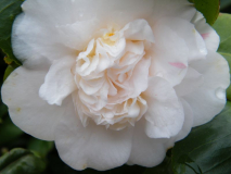 Duchesse Decazes
