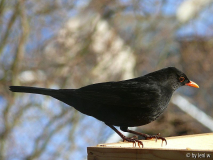 Kopie von amsel.jpg