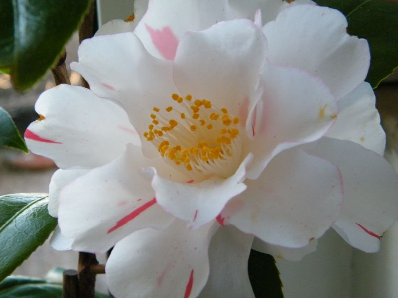 Princess Masako
