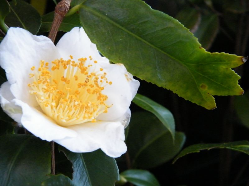 Kingyo Tsubaki Alba