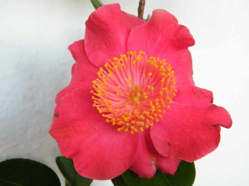 Hiodoshi