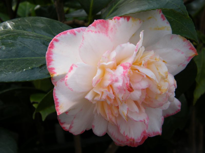 Margaret Davis