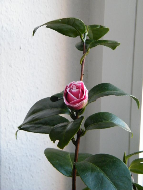 Tom Pouce 1. Blüte