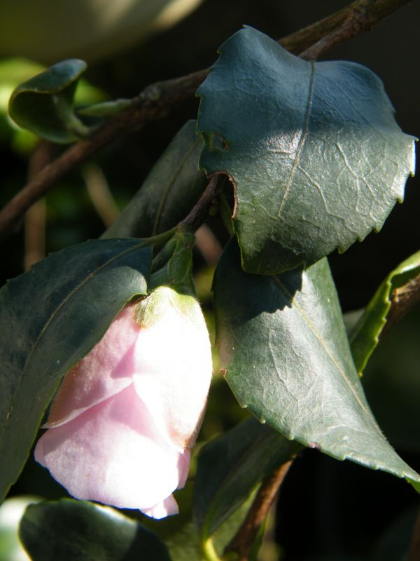 Rosiflora Cascade