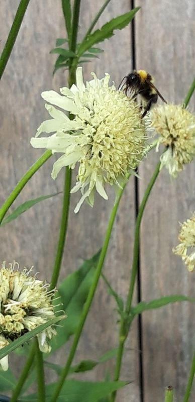 Cephalaria gigantea