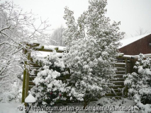 Kamelien-im-Schnee.jpg