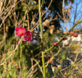 Prunus mume 'Beni-chi-dori'