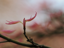 Acer palmatum Wilson's pink dwarf Austrieb