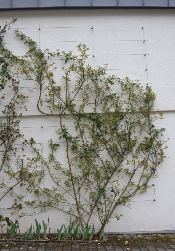 2022-04-01 Desprez à fleurs jaunes