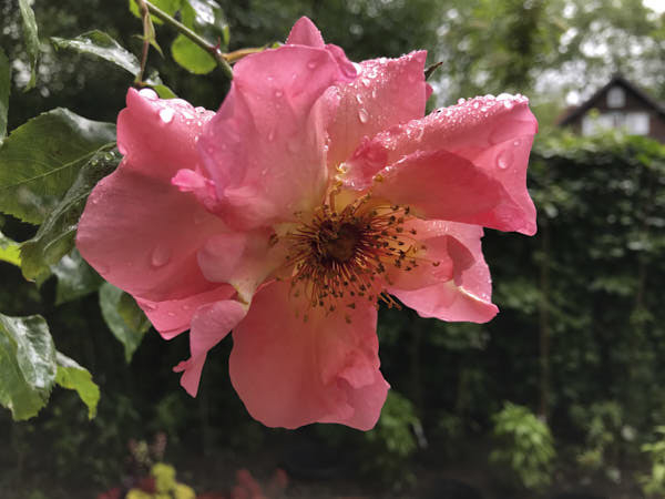Blüte Summer Wine