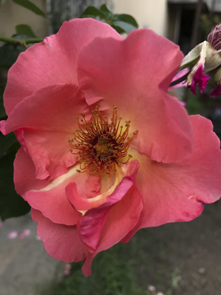Summer Wine Blüte 