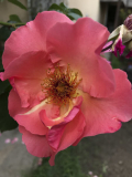 Summer Wine Blüte 