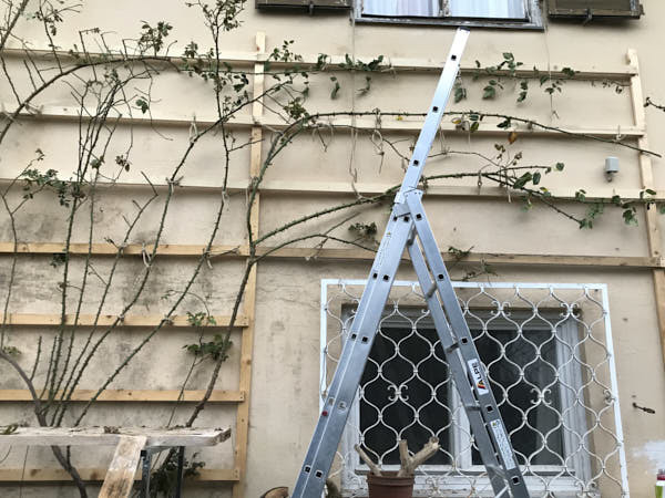 Summerwine mittlere Triebe oben 