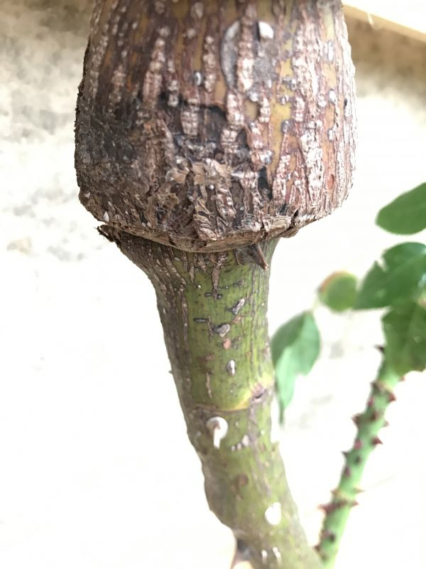 Summer Wine Callus